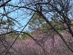 -八大山人梅湖景区