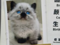 -momokira米努特·德文卷毛猫·棉花面纱犬