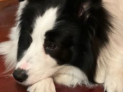 -翊宠yipet猫狗购宠庄园犬舍•猫舍