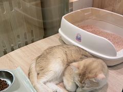 -BABIT巴比特宠物(MOMOPARK店)