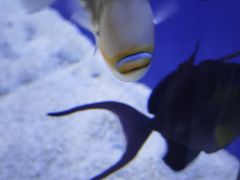 -大连圣亚海洋世界