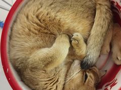 -平行世界·猫咖(首经贸店)