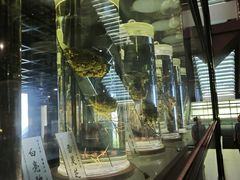-广东中医药博物馆