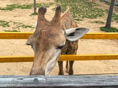 -西霞口神雕山野生动物世界
