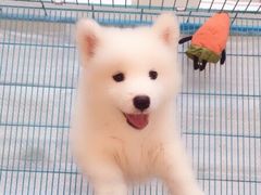 -佳百利宠物(荣乐中路115弄小区店)