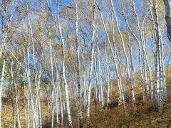 -塞罕坝国家级自然保护区