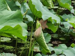 -浙江西子宾馆·瑶园咖啡厅