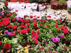 -金三角花鸟鱼综合市场-地面停车场