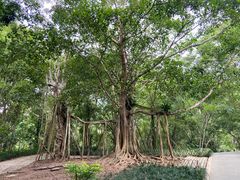 -中国科学院西双版纳热带植物园