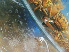 -四海蒸鲜蒸汽海鲜自助(北戴河店)