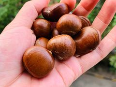 -陈记栗子(长宁路店)