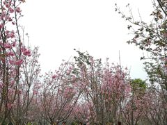 -天适樱花悠乐园
