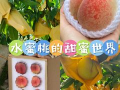 -老袁家蜜桃农场·阳山水蜜桃