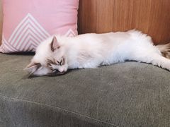 -CAT’S MEWSTAR CAFE·喵星球猫屋(晴湾咖啡店)