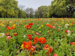 -上海共青森林公园