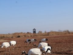 -盐城丹顶鹤湿地生态旅游区