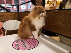 店员-喵匠猫主题咖啡(凯德和平广场店)
