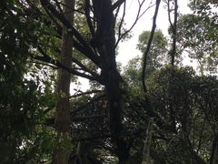 -凤栖山