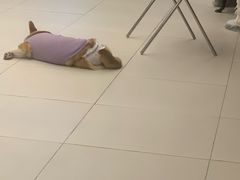 -怪兽屋·羊驼·猫咖·狗咖(俊华广场店)