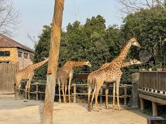 -上海野生动物园