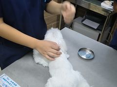 -爱侣宠医·鹦鹉专科·小型哺乳类·异宠专科(灵石路店)