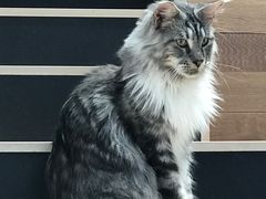 -瞄一喵猫咖(格力海岸店)