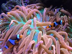 -西雅图水族馆