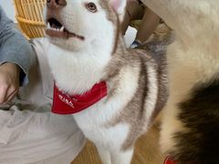 -Husky Go! 哈士奇体验馆·宠物咖啡厅狗咖