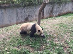 -中国大熊猫保护研究中心雅安碧峰峡基地