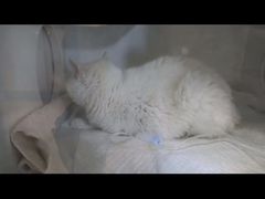 -北京观赏动物医院·24小时大型综合·猫专科·异宠专科