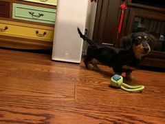 -翊宠yipet猫狗购宠庄园犬舍•猫舍