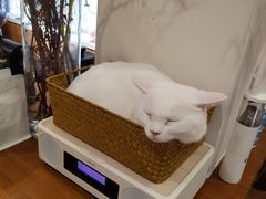 -有猫主题·治愈系猫咖(曾厝垵店)