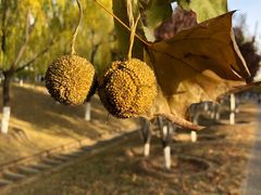 -永定河休闲森林公园