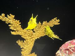 -上海海洋水族馆