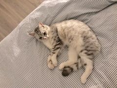 -纳吉亚猫专科动物医院博雅分院