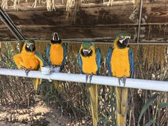 -西霞口神雕山野生动物世界