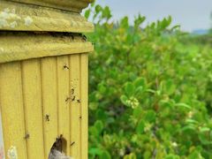 -华侨城湿地公园