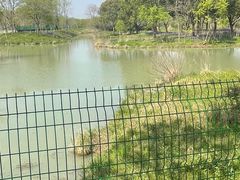 -中国扬子鳄村