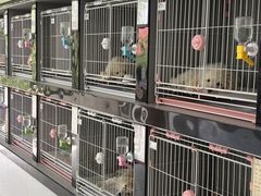 -翊宠yipet猫狗购宠庄园犬舍•猫舍