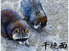 -青藏高原野生动物园