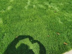 -合肥滨湖国家森林公园