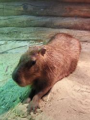 -Zoolung Zoolung动物主题公园(海信广场店)