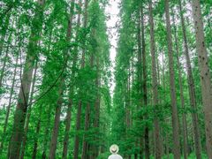 -黄海国家森林公园