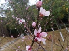 -神光山国家森林公园