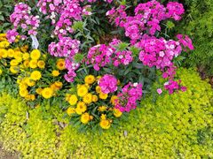 -东莞植物园