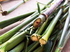 -南汇老顾农家乐采摘大团水蜜桃采摘店