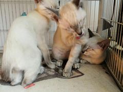 -Cappucimeow猫咪咖啡馆(韦伯时代店)