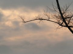 -上海滨江森林公园