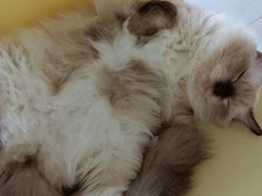 -怪兽屋·羊驼·猫咖·狗咖(俊华广场店)