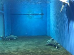 -北戴河圣蓝海洋公园